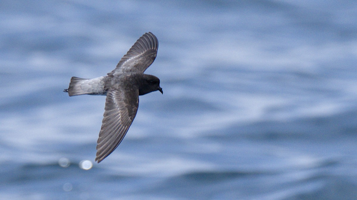 Gray-backed Storm-Petrel - ML614513674