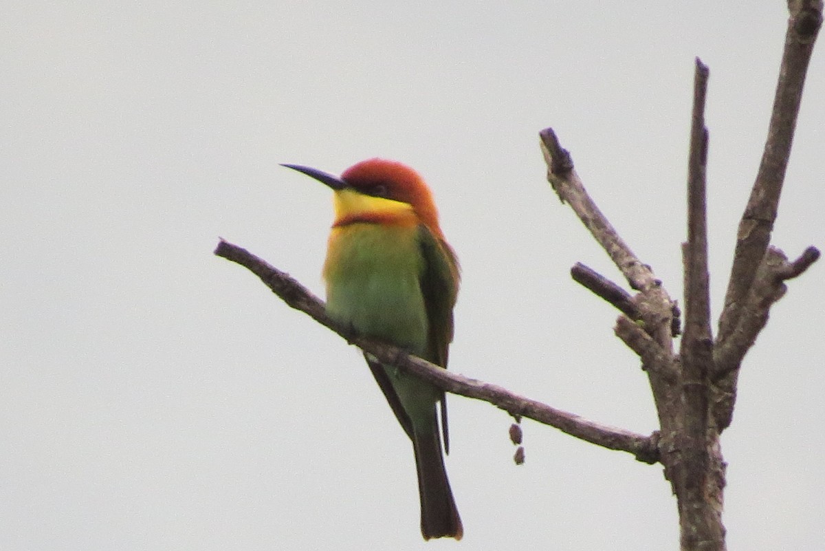 vlha hnědohlavá - ML614513675