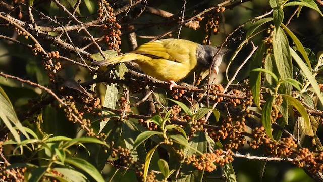 Crested Finchbill - ML614513698