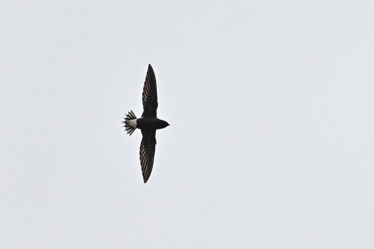 Brown-backed Needletail - ML614513720