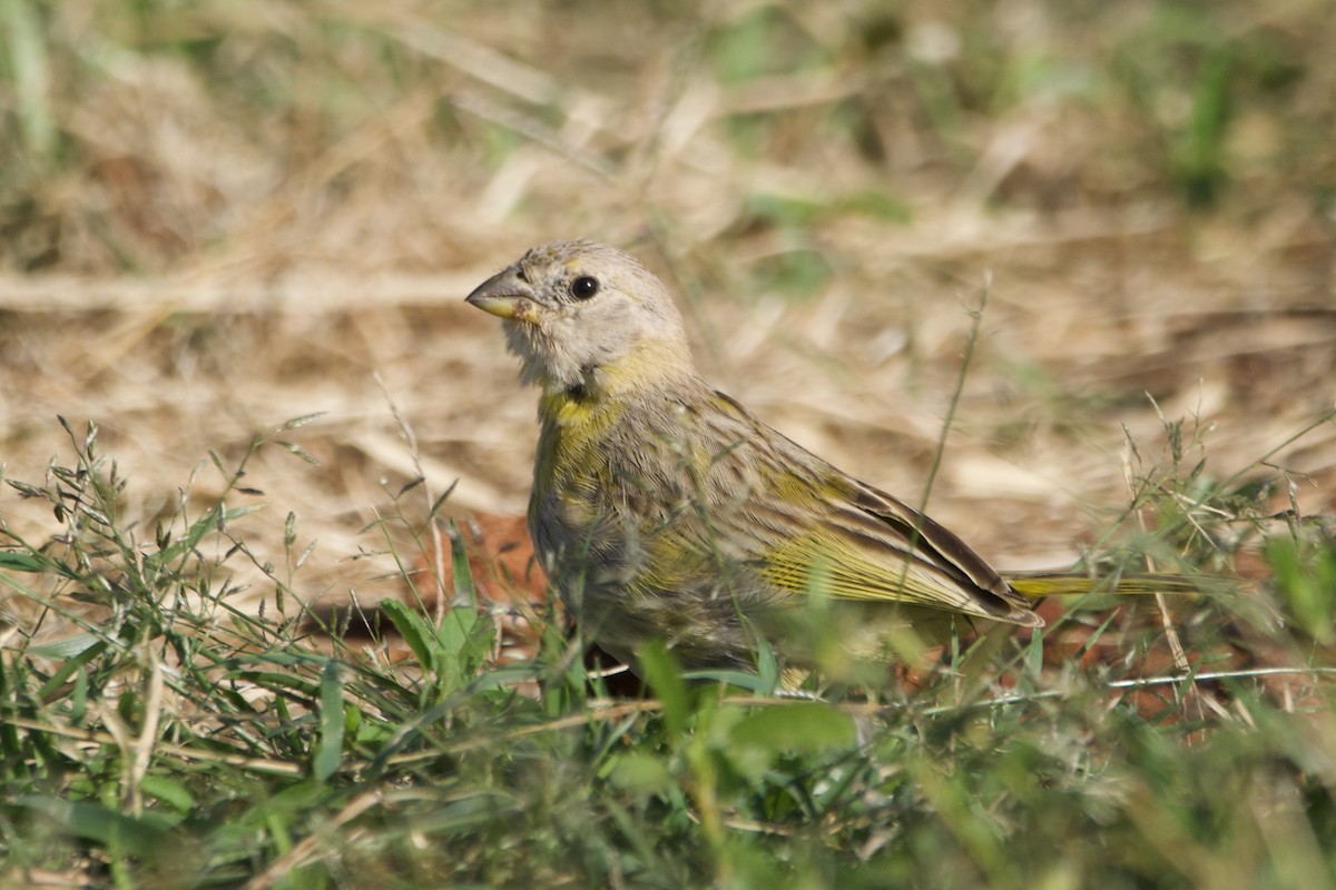 Saffron Finch - ML614513903