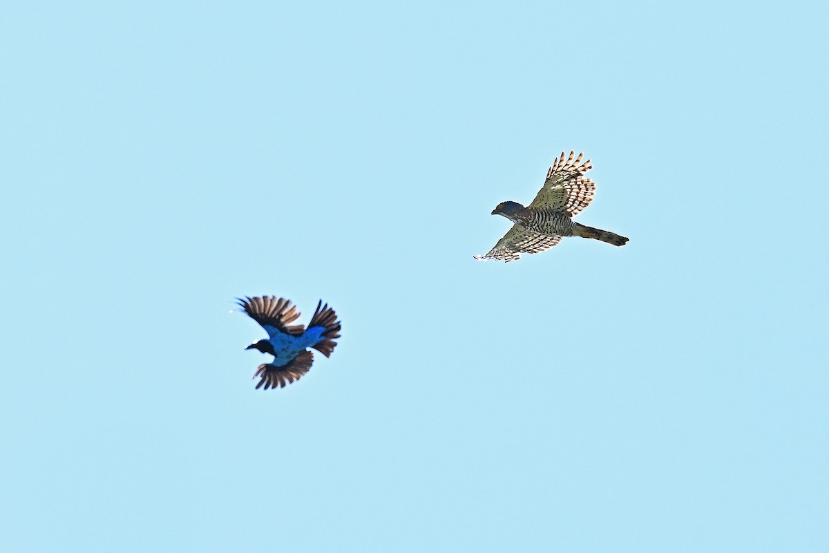 Accipitrine hawk sp. (former Accipiter sp.) - ML614513969