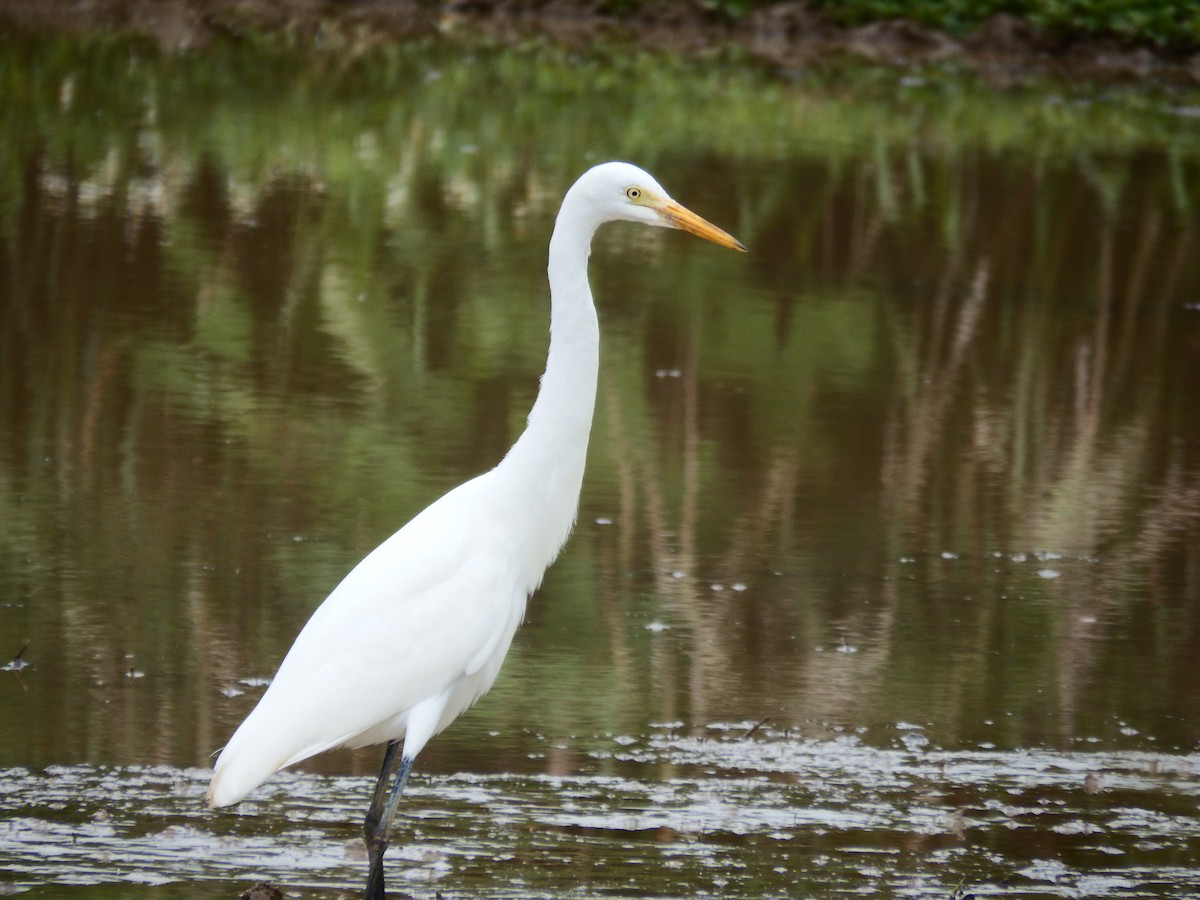 Medium Egret - ML614514099