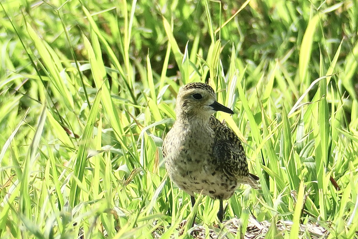 Chorlito Dorado Siberiano - ML614514104