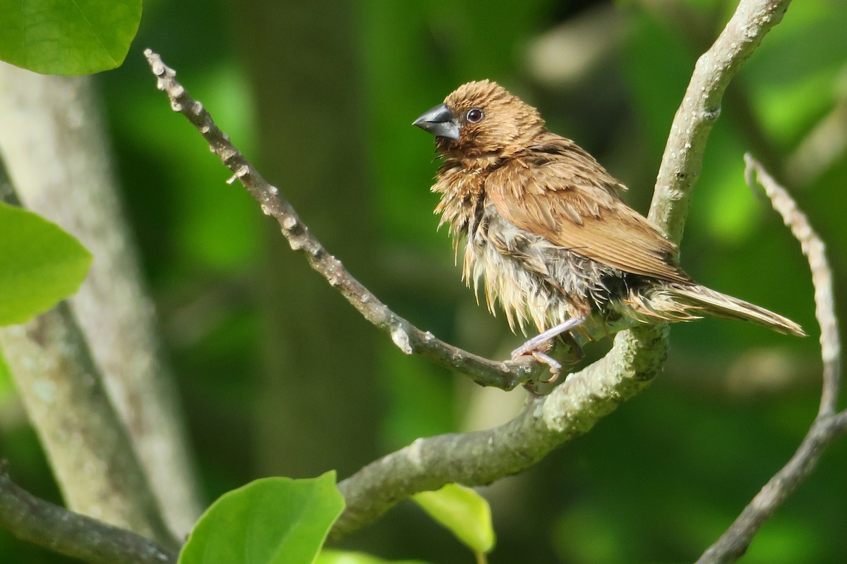 Scaly-breasted Munia - ML614514117