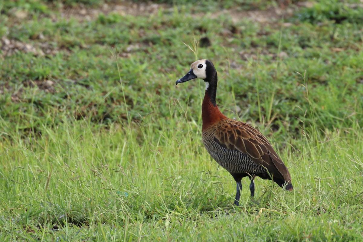 White-faced Whistling-Duck - ML614514144