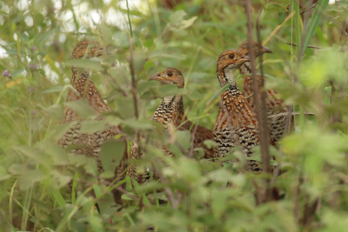 Shelley's Francolin - ML614514150