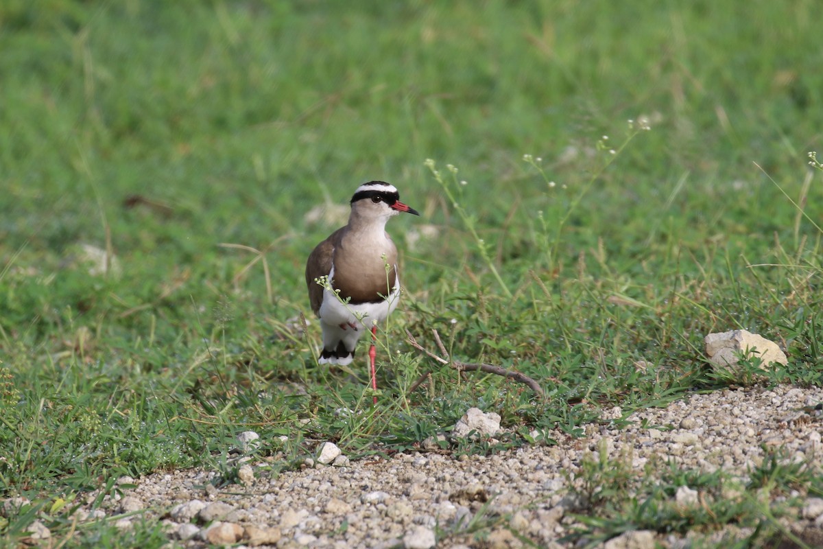 Crowned Lapwing - ML614514208
