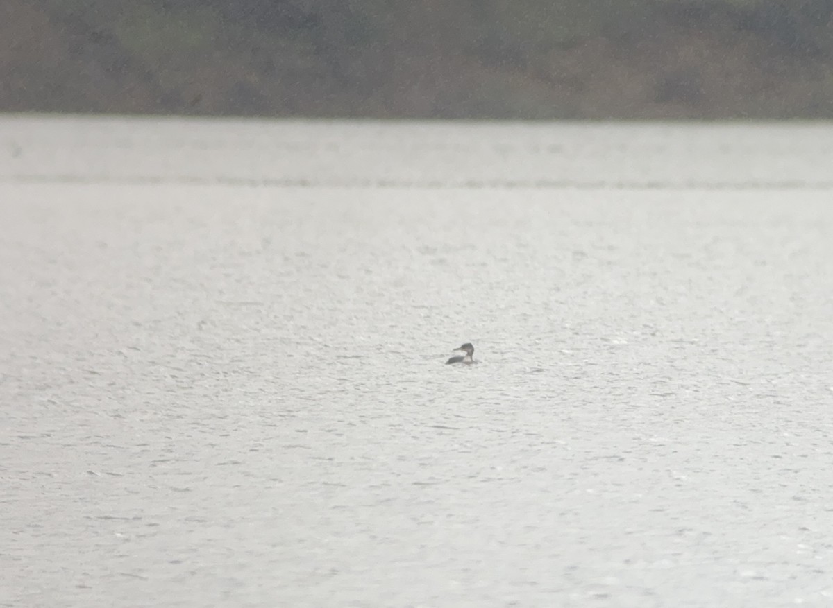 Red-necked Grebe - ML614514213