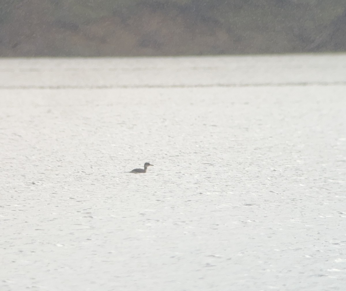 Red-necked Grebe - ML614514214