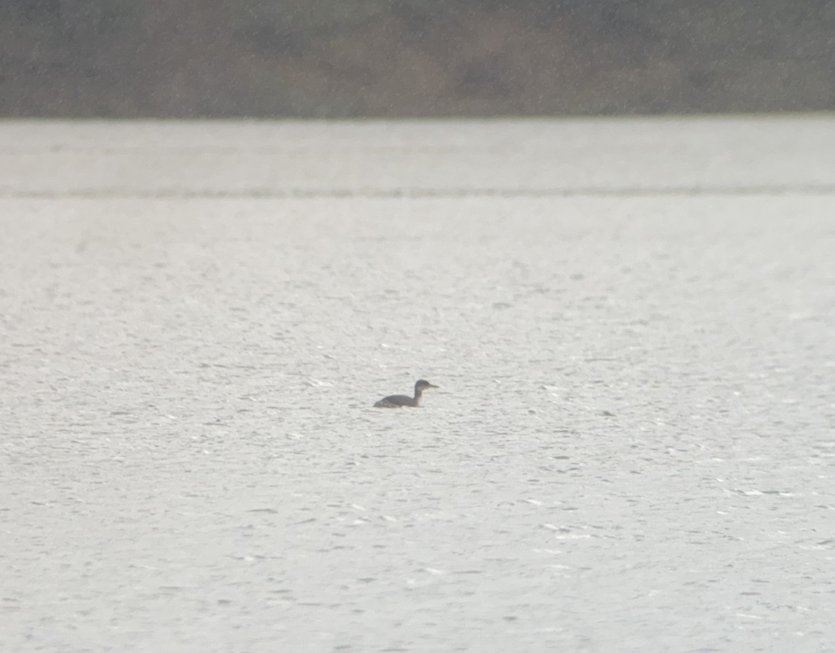 Red-necked Grebe - ML614514215