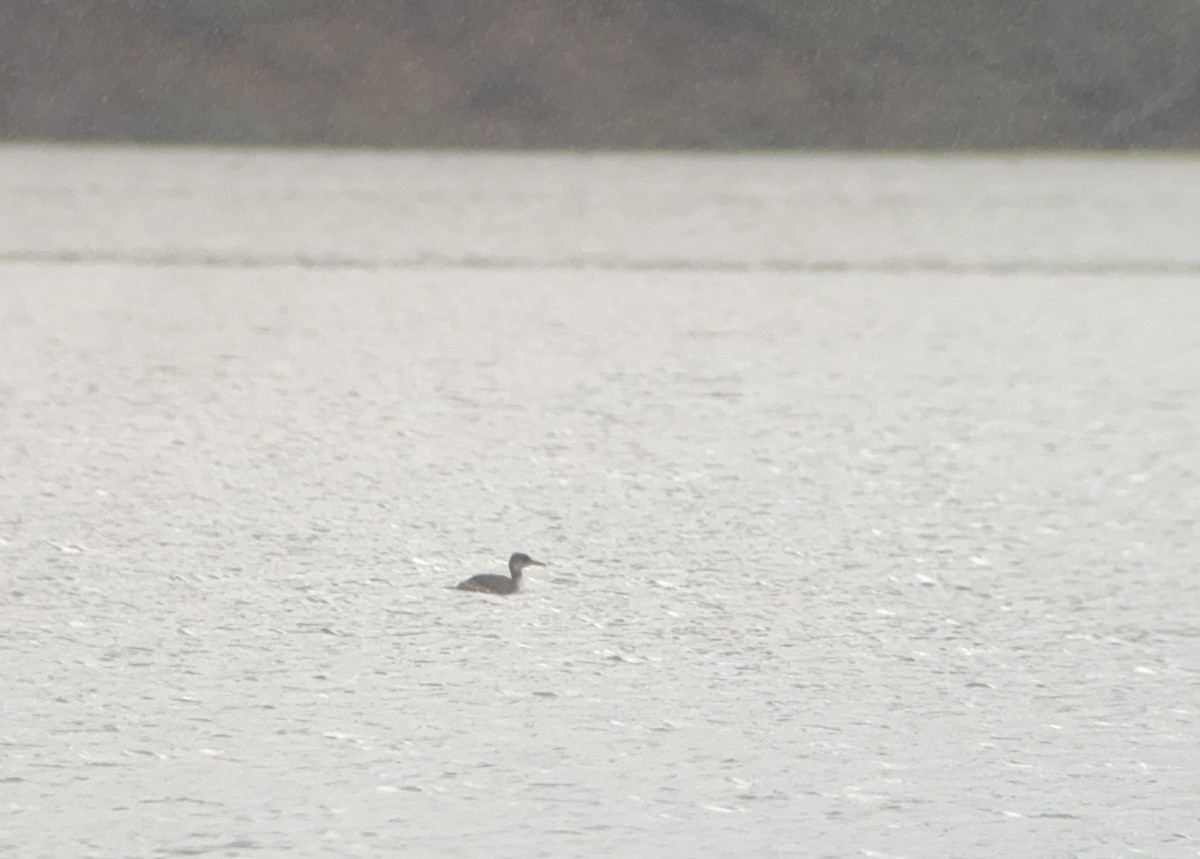 Red-necked Grebe - ML614514216