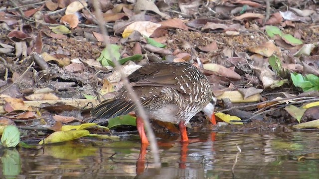 African Finfoot - ML614514244