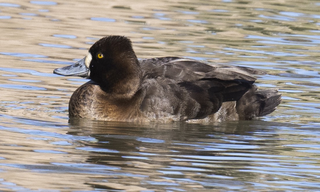 Lesser Scaup - ML614514278