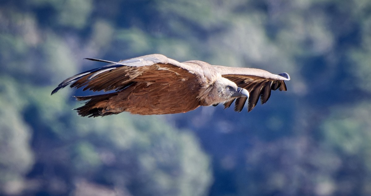 gåsegribb - ML614514359