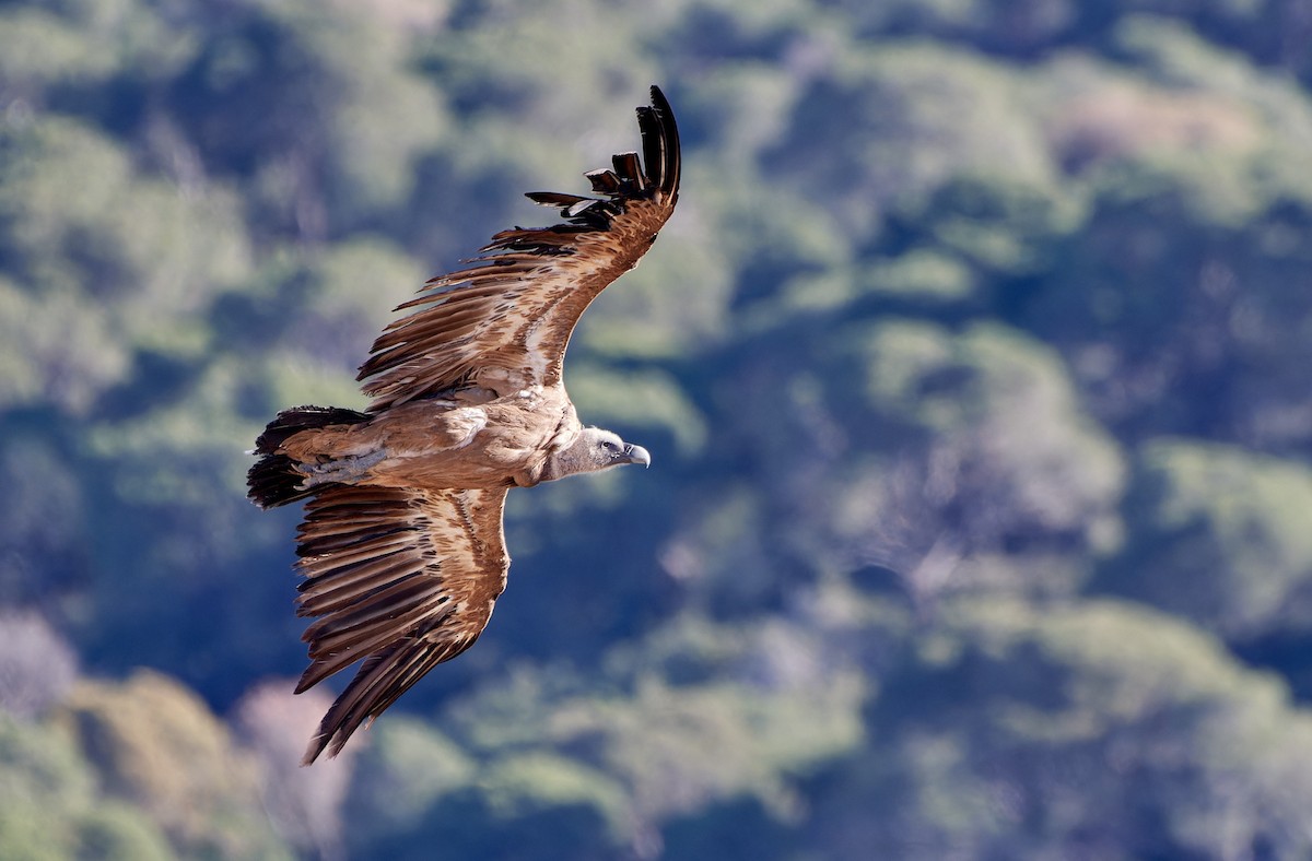 gåsegribb - ML614514362