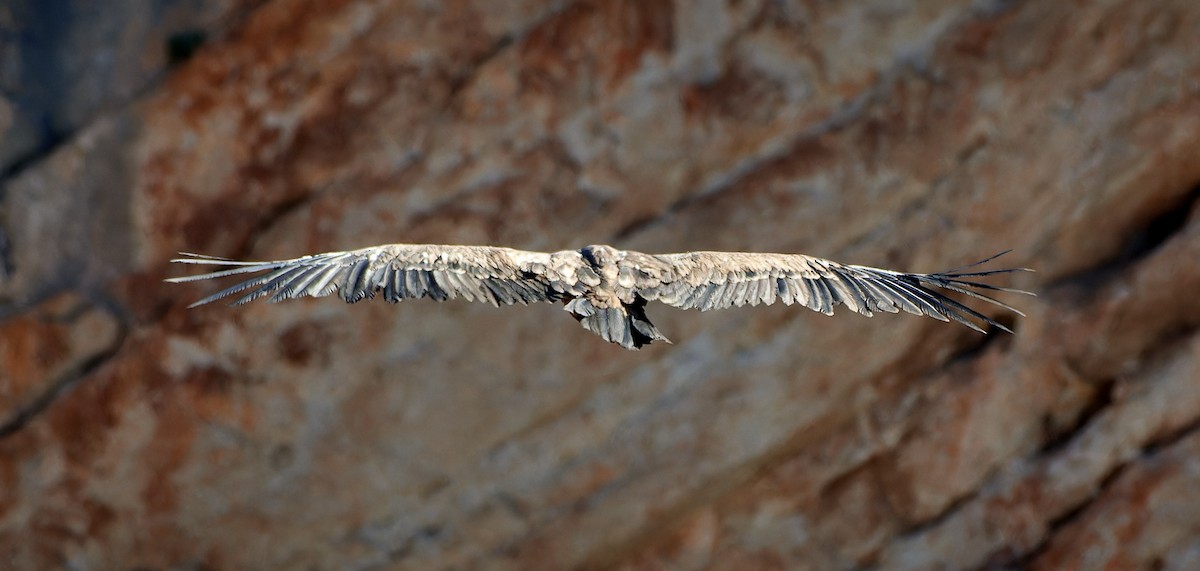 gåsegribb - ML614514368