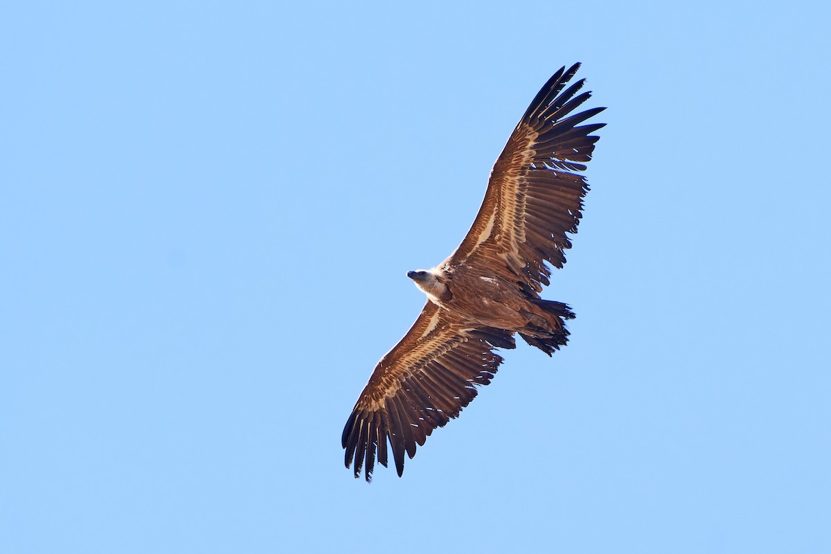 gåsegribb - ML614514369