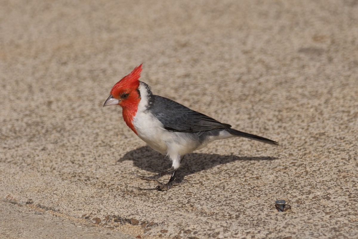 Red-crested Cardinal - ML614514408