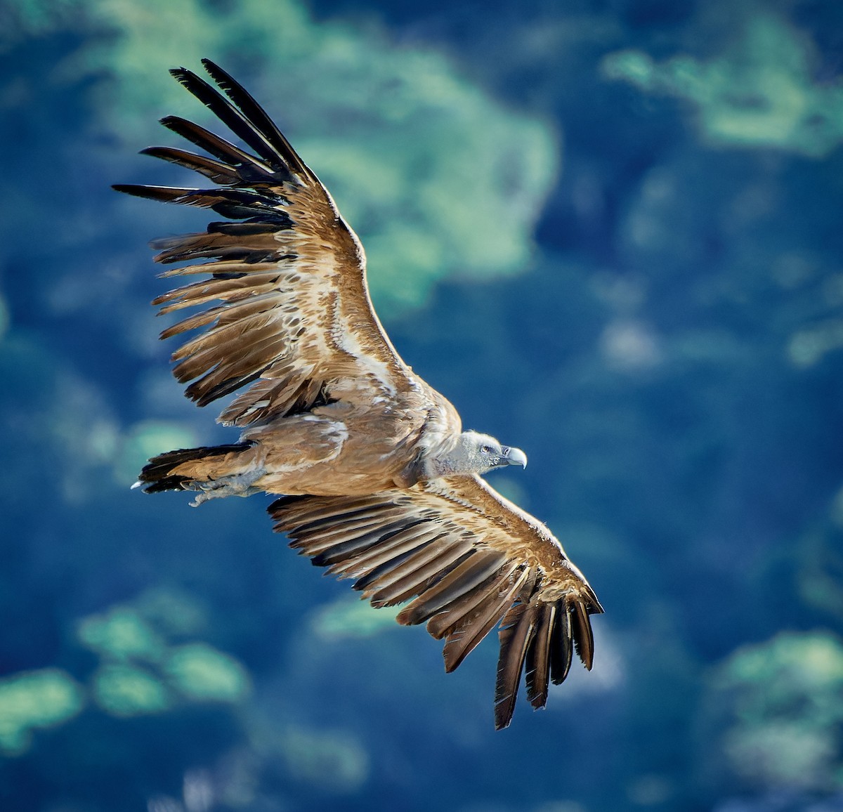 gåsegribb - ML614514482