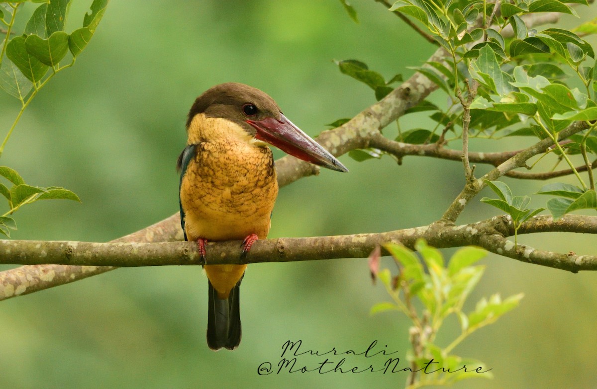 Stork-billed Kingfisher - ML614514557