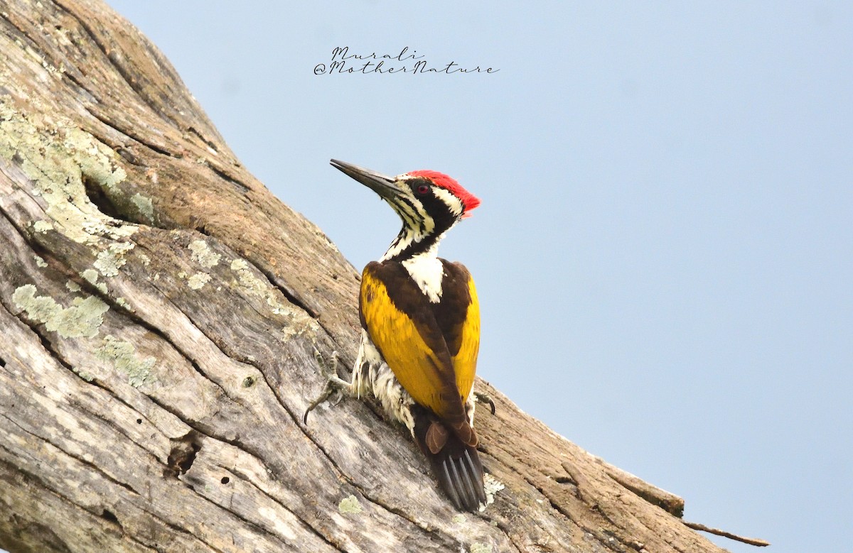 White-naped Woodpecker - ML614514571