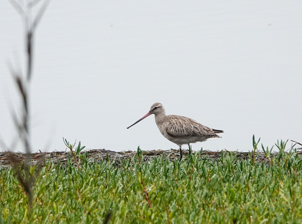 Bar-tailed Godwit - ML614514614