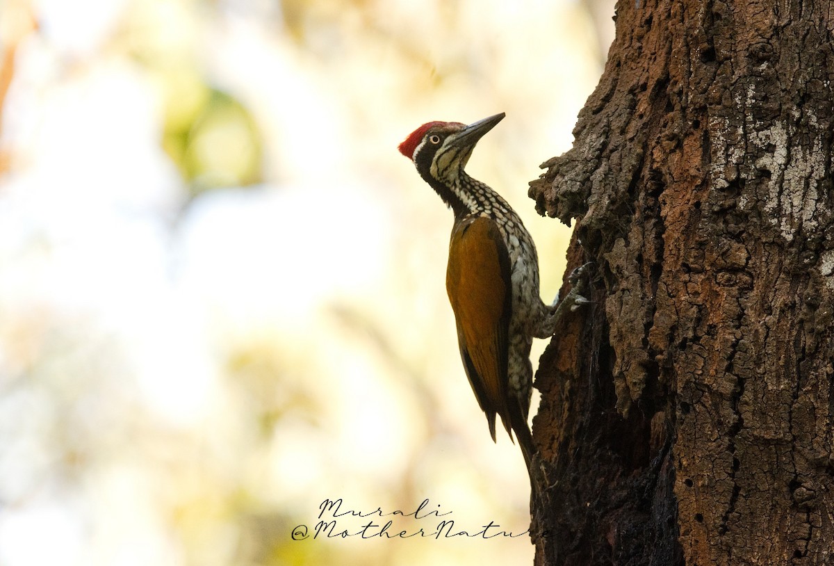 Greater/Common Flameback - ML614514633