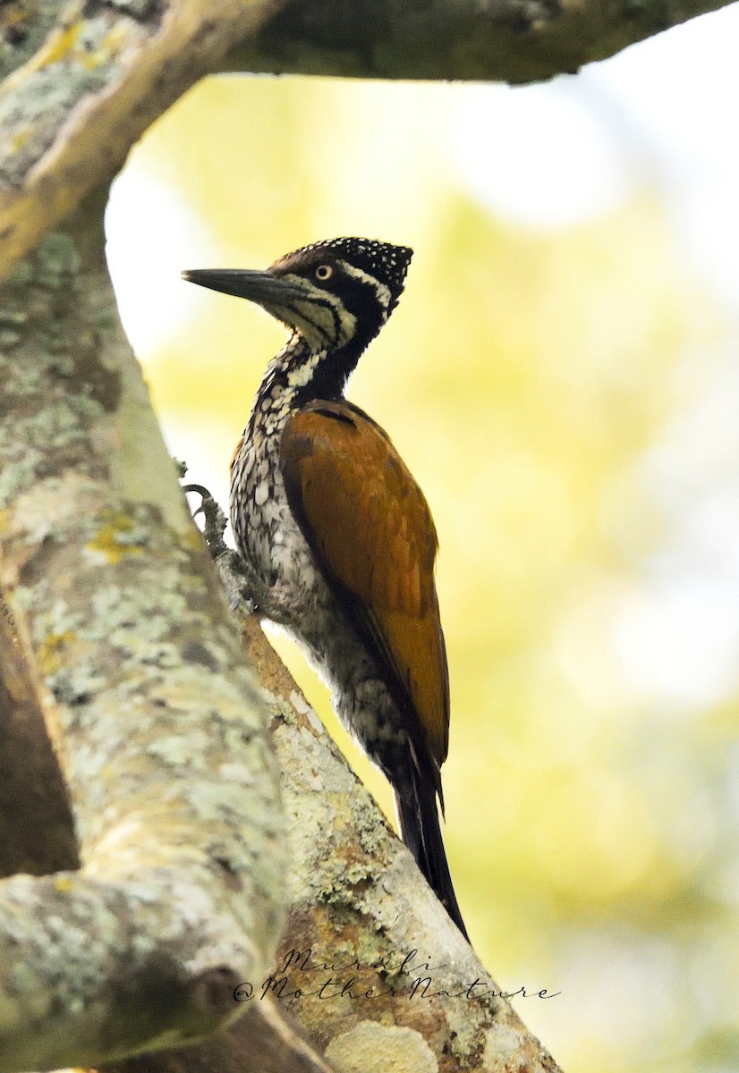 Greater/Common Flameback - ML614514636