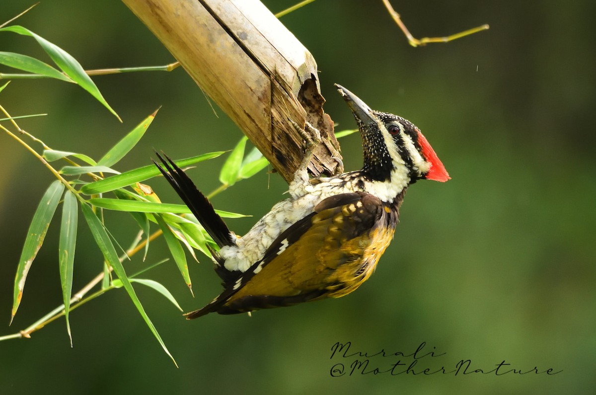 Bengalenspecht - ML614514637