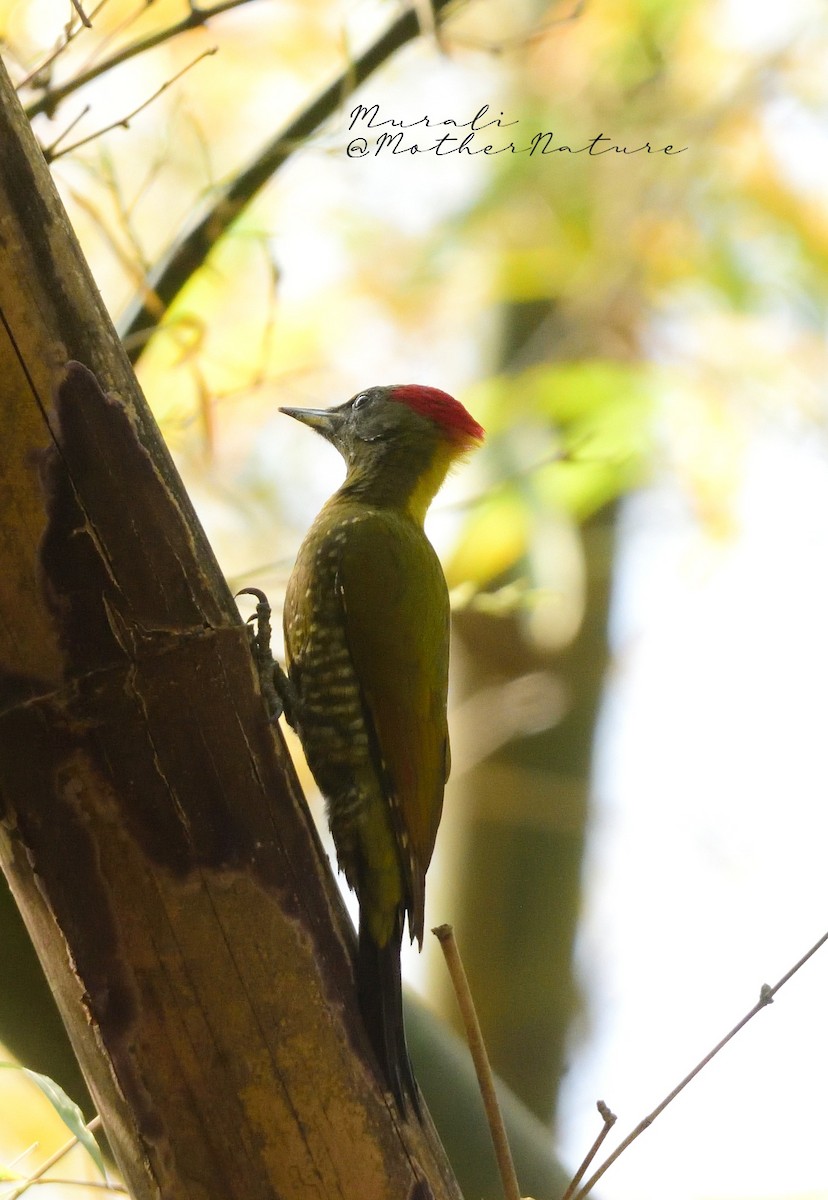 Gelbhaubenspecht - ML614514639