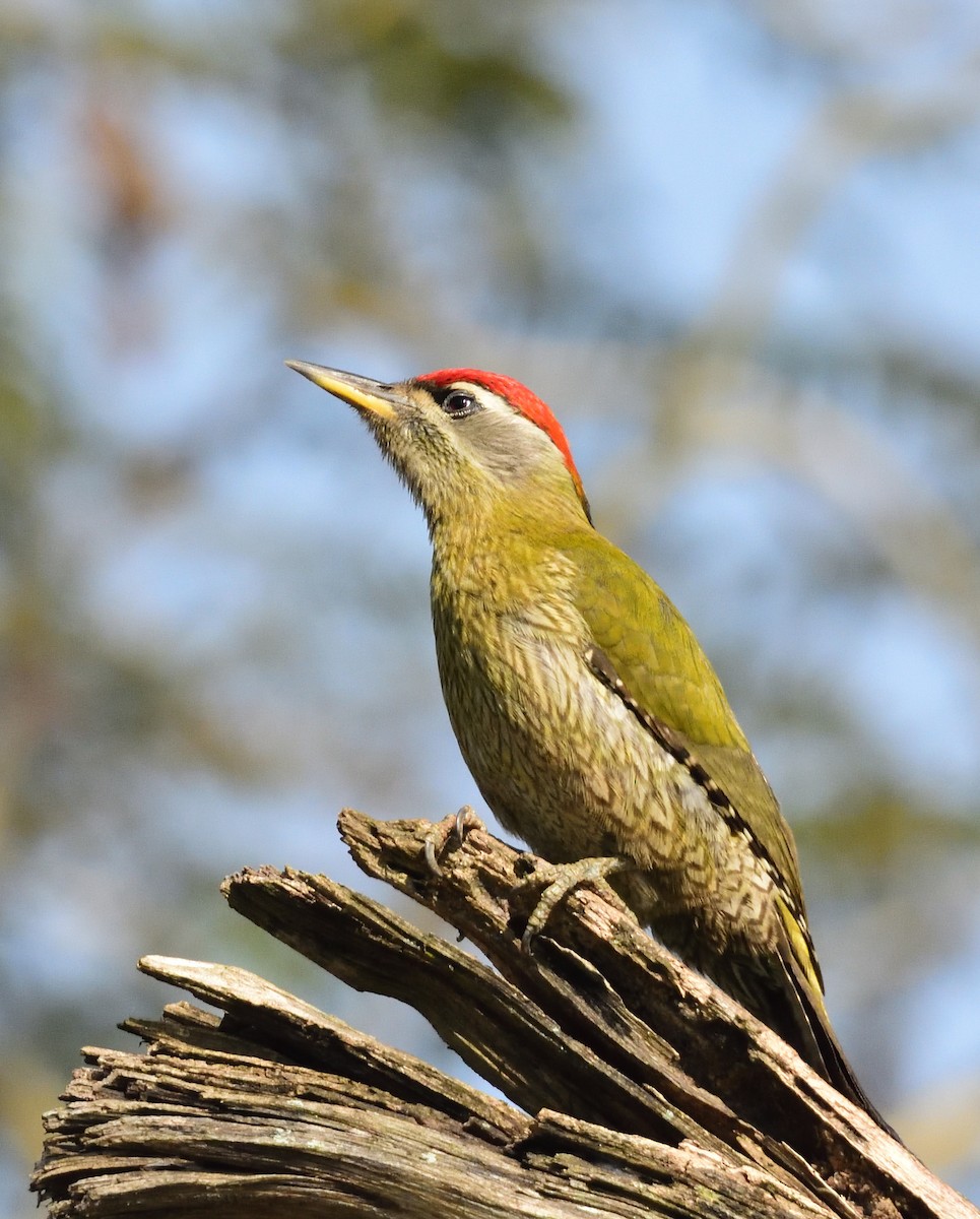 Indiengrünspecht - ML614514650