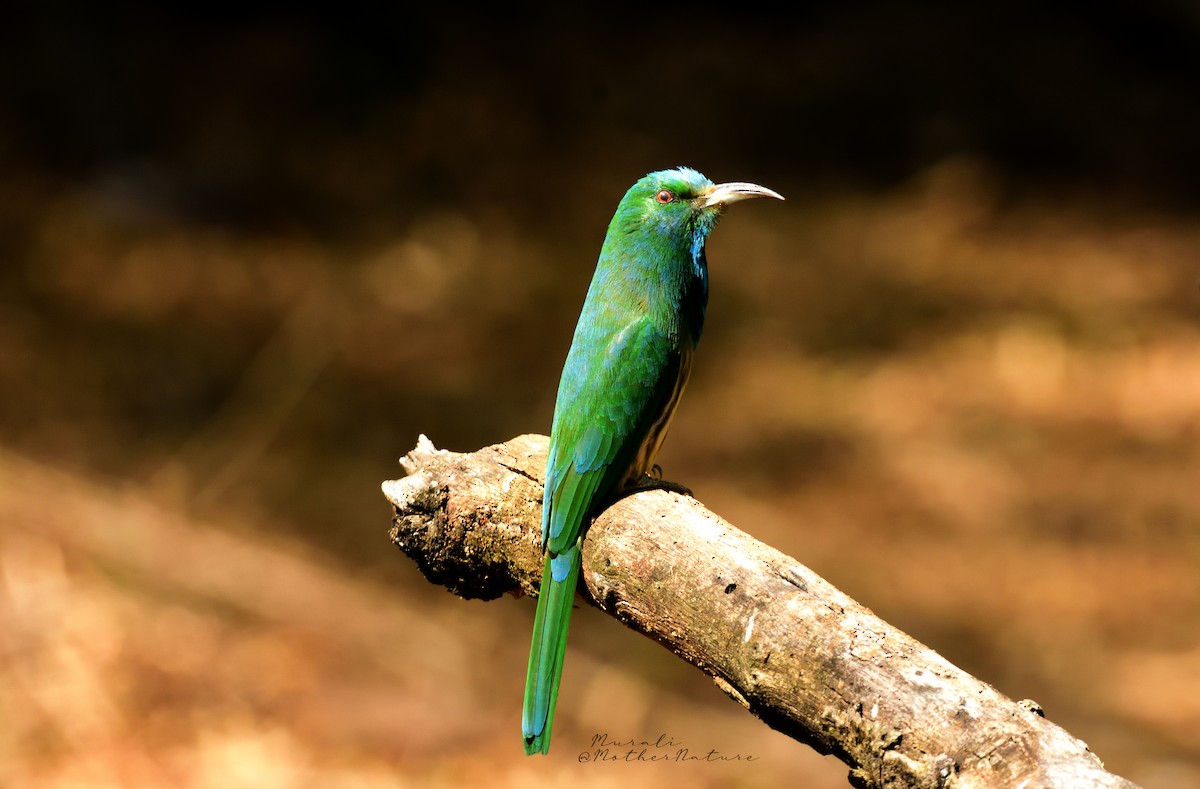 Blaubartspint - ML614514655