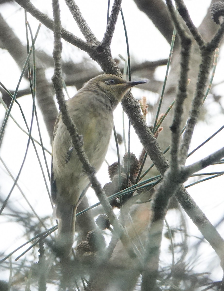 Brown Honeyeater - ML614514670