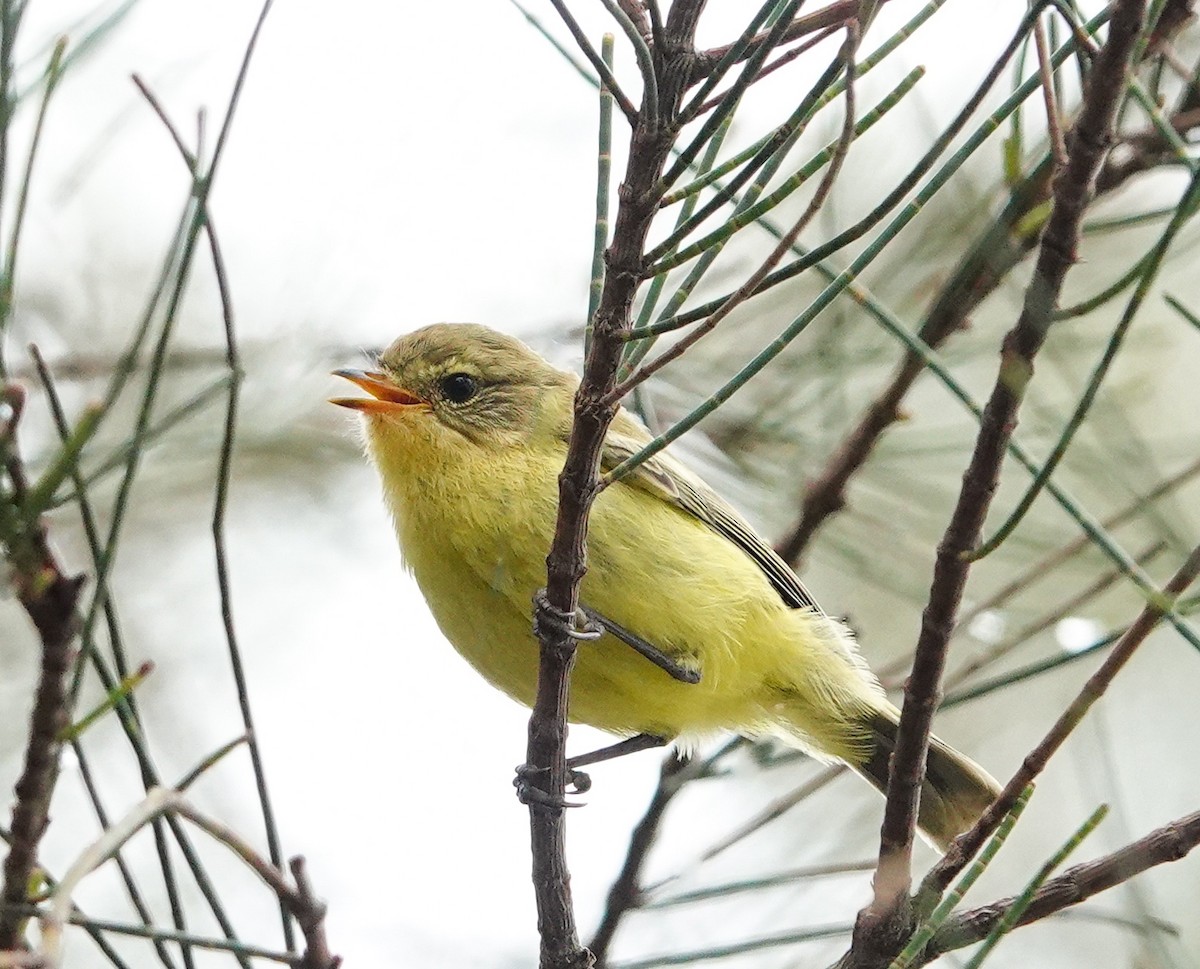 Yellow Thornbill - ML614514682