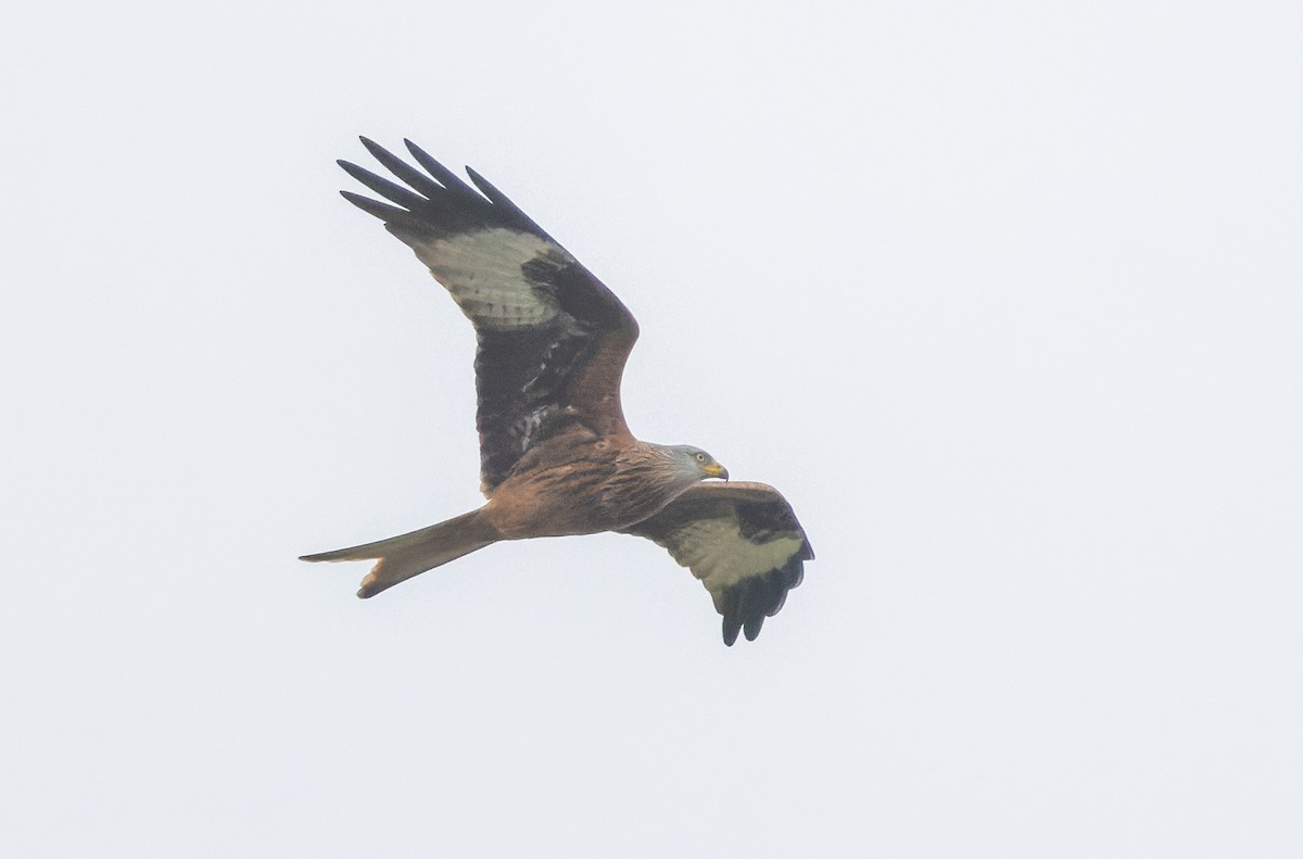 Red Kite - ML614514708