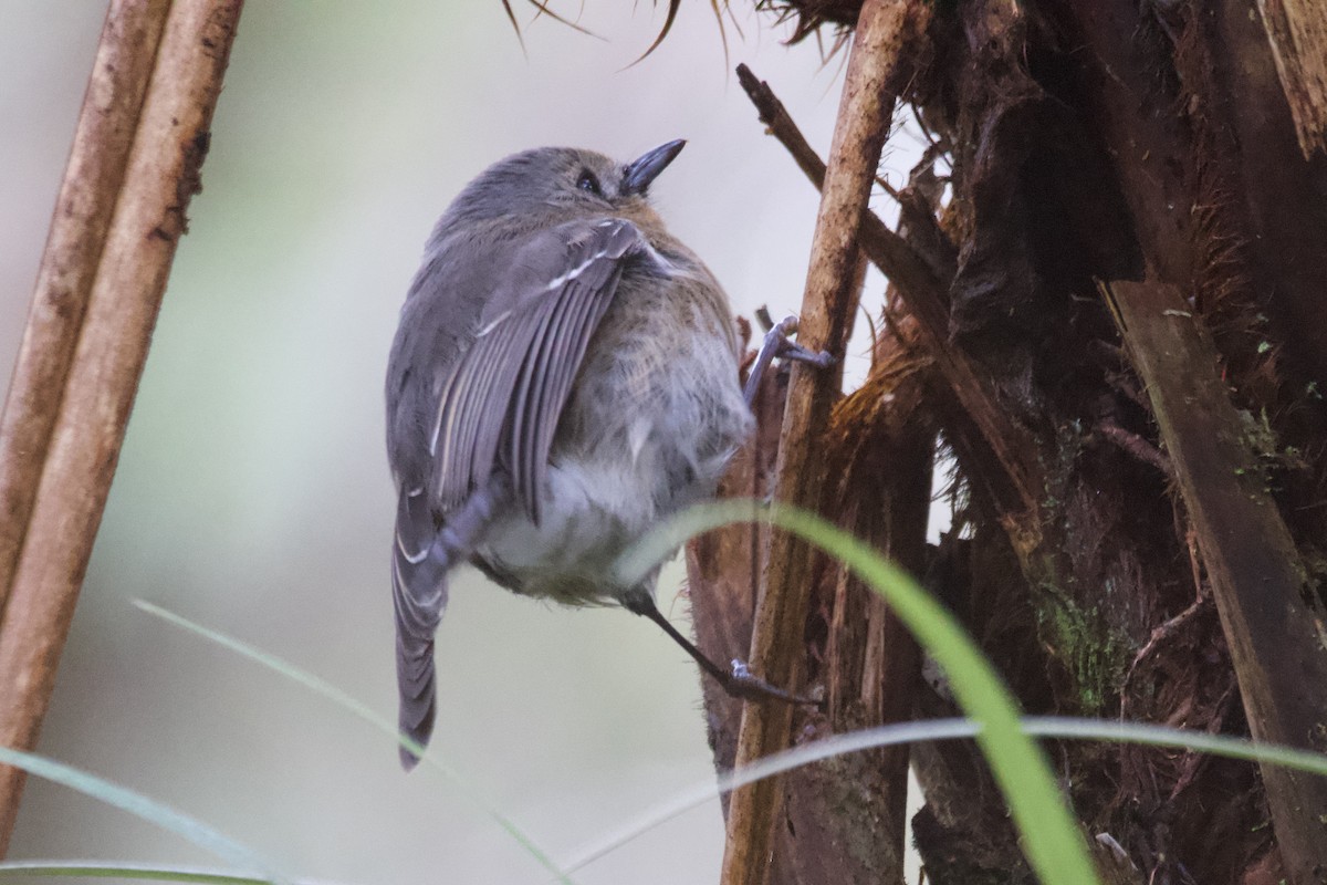 Kauai Elepaio - ML614514752