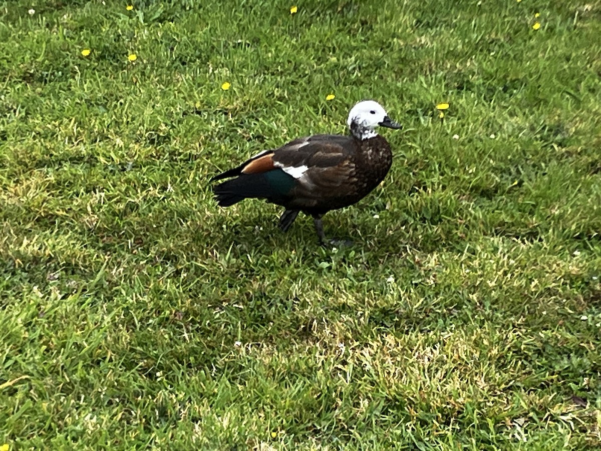 Paradise Shelduck - ML614514821