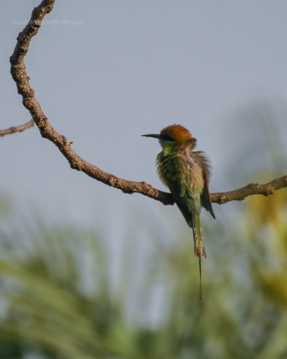 Asian Green Bee-eater - ML614514824