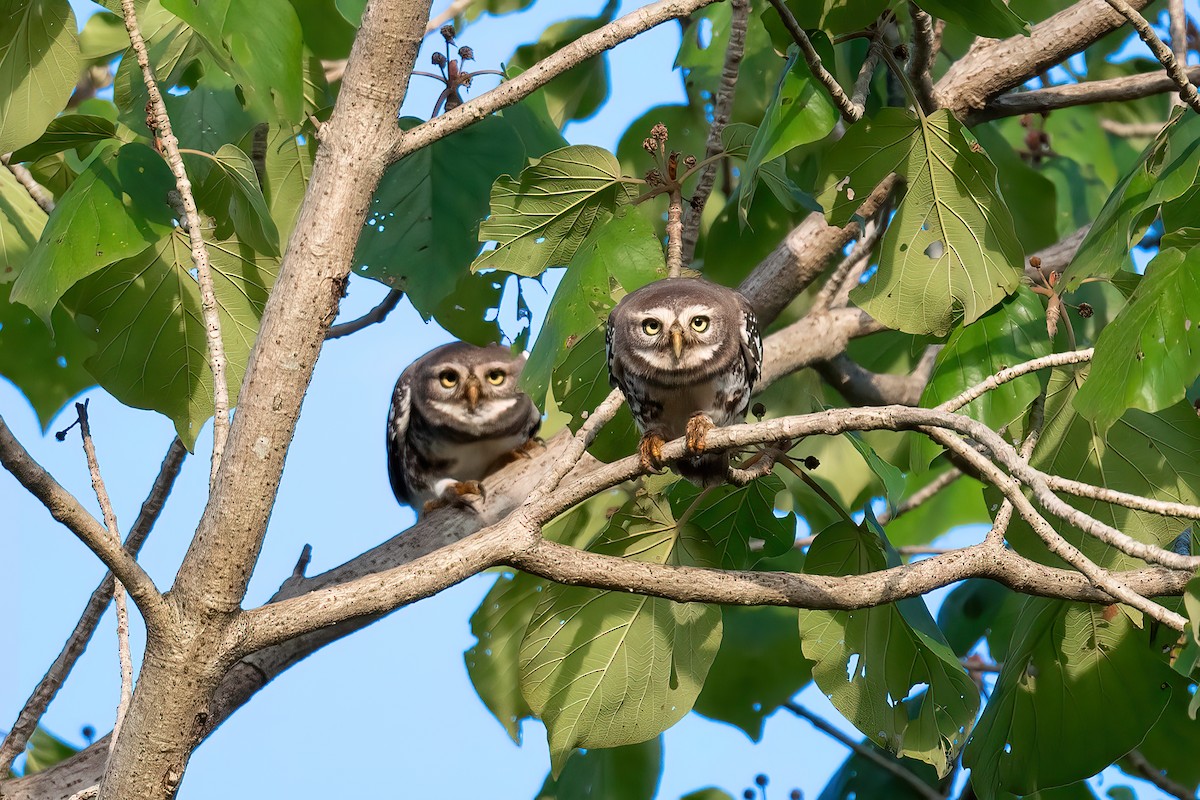 Forest Owlet - Saswat Mishra