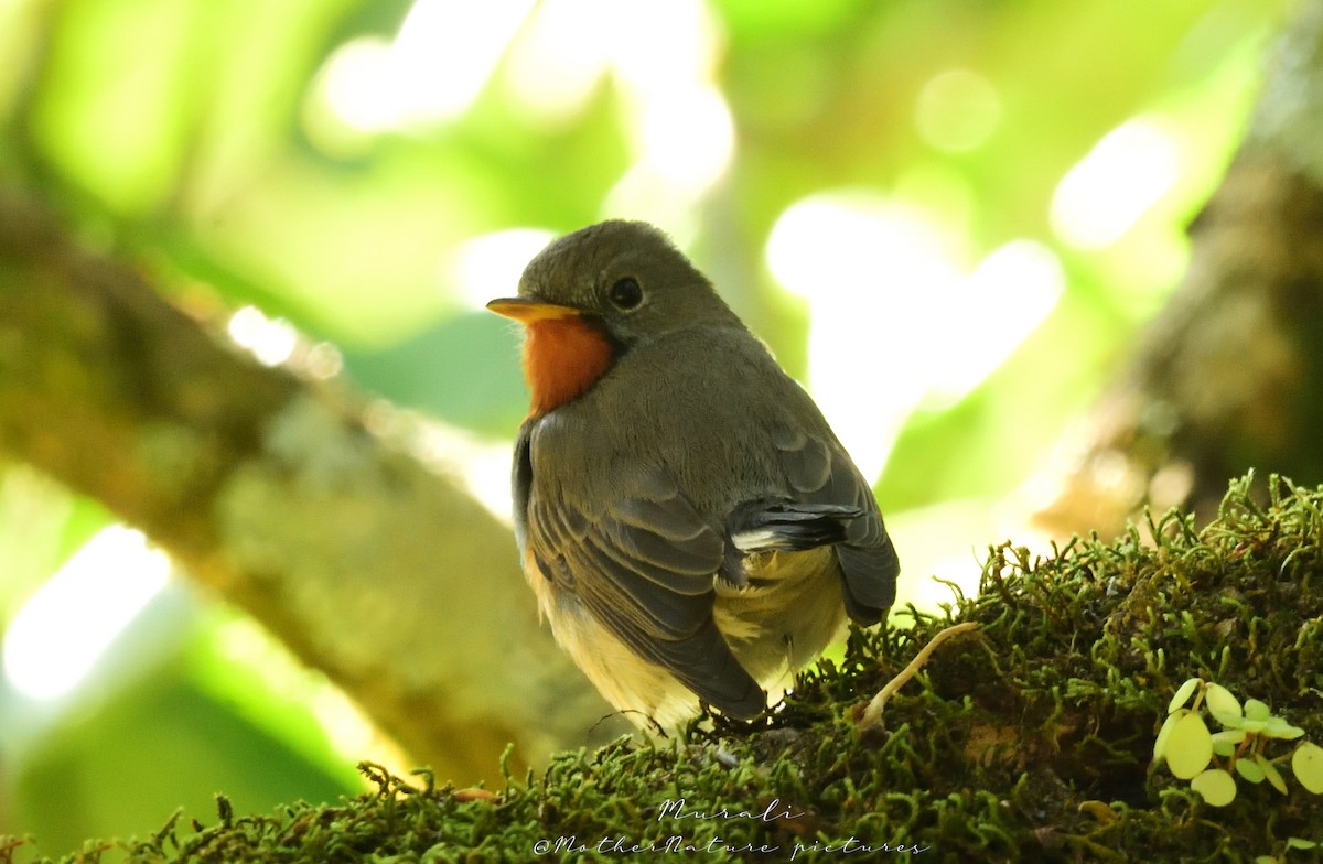 Kaschmirschnäpper - ML614514835