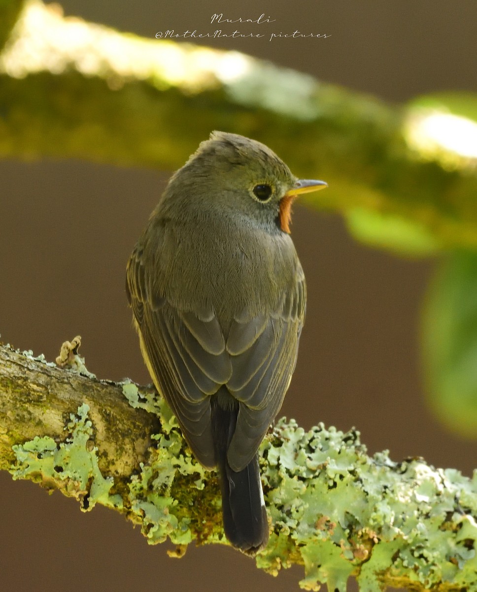 Kaschmirschnäpper - ML614514836