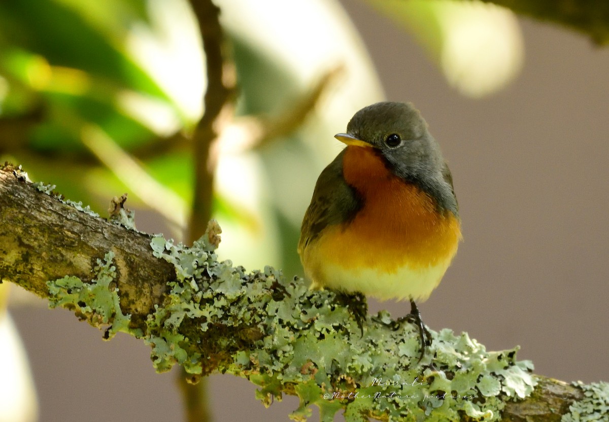 Kaschmirschnäpper - ML614514837