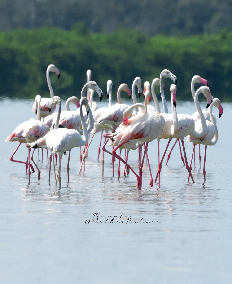 Greater Flamingo - Murali Moorthy