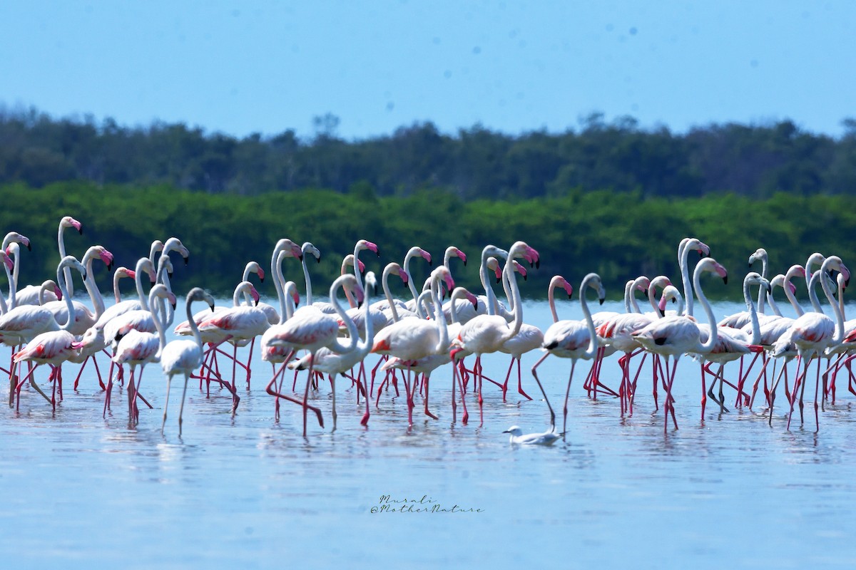 Rosaflamingo - ML614514843