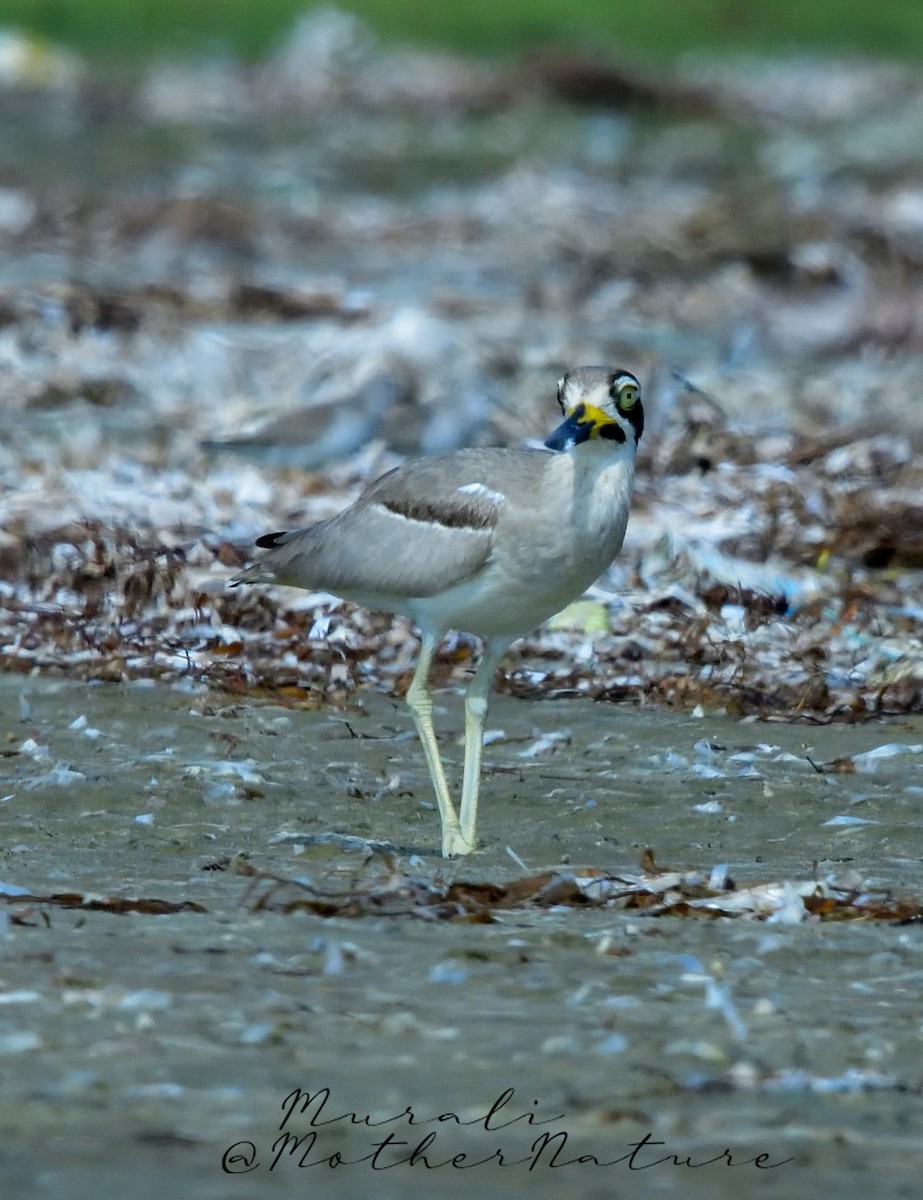 Great Thick-knee - Murali Moorthy