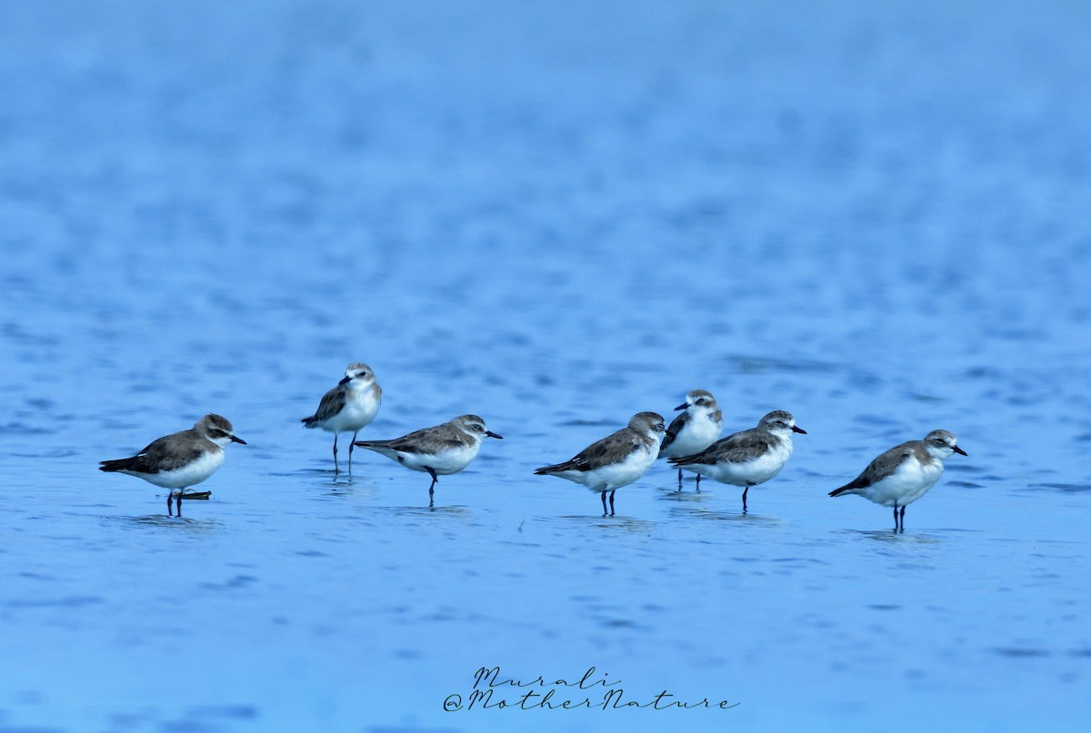 Tibetan Sand-Plover - Murali Moorthy