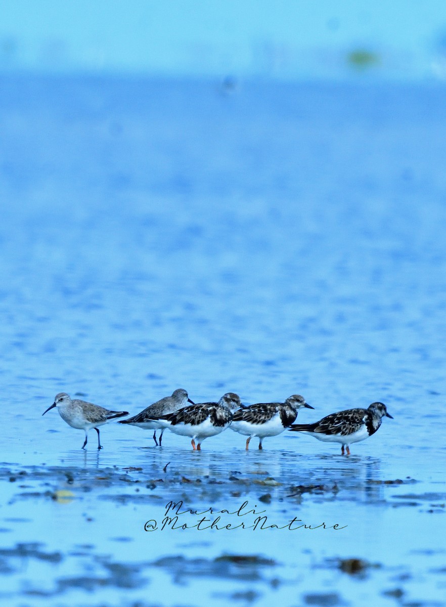 Steinwälzer - ML614514847