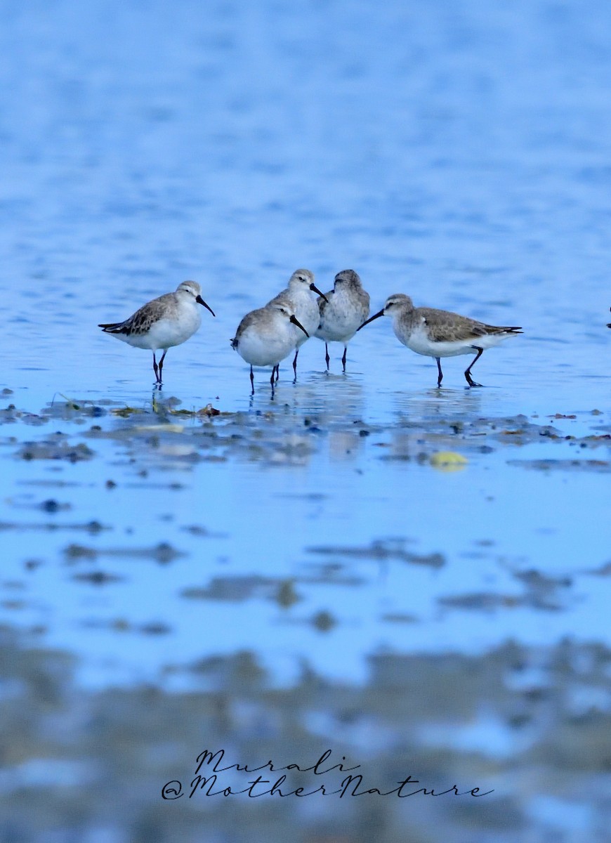 Sichelstrandläufer - ML614514859