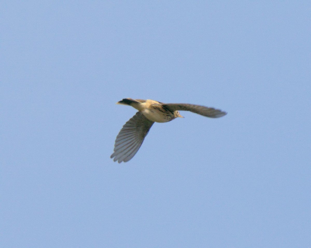 Meadow Pipit - ML614514865